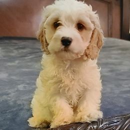 Assorted Doodle Crosses, Cavapoo, Cockapoo, and Poodle Puppies from Doodles by Tatum