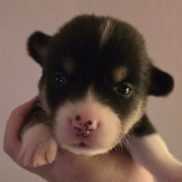 Glee - Black and tan male Pembroke Welsh Corgi puppy in Citrus Heights, California from The Joy of Corgis