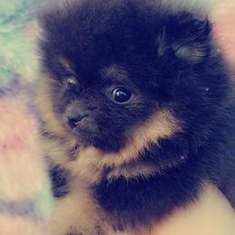 French Bulldog and Pomeranian Puppies from Purrs N Poms