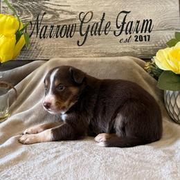 Charlie - White and red male Border Collie puppy in Moody, Texas from Narrow Gate Farm