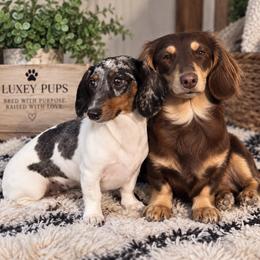 Dachshund puppies from LUXEYPUPS