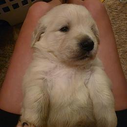 Mama Heffalump ( purple) - Light golden female Golden Retriever puppy in Clarksville, Tennessee from 255 Goldens