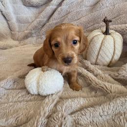 AKC White Collar - Red male Dachshund puppy in Mesa, Arizona from Diamondback Doxie