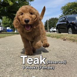 Teak - Red female Labradoodle puppy in Genoa City, Wisconsin from Sakura Pups