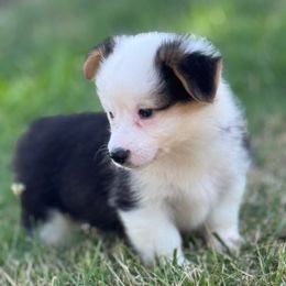 Ranger (fluffy) - Black and tan male American Corgi puppy in East Oakdale, California from Rhettro Kennels