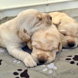 Sweet boy 2 - Yellow male Labrador Retriever puppy in Ranchita, California from Pacific Crest Labradors