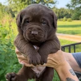 Pink girl - Chocolate female Labrador Retriever puppy in Conway, Missouri from Ozark Mountain Kennel