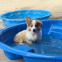Duke - Sable male Pembroke Welsh Corgi puppy in Columbia, Tennessee from Wiggle B Ranch Corgis