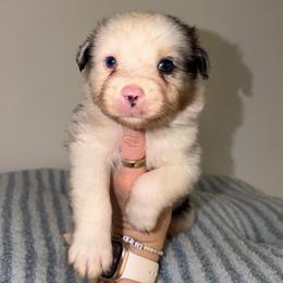 Tostadas - Blue merle male Australian Shepherd puppy in Anniston, Alabama from All Hale Aussies