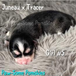 Girl 5 - Black and white female Pomsky puppy in Krum, Texas from Paw-Some Pomskies