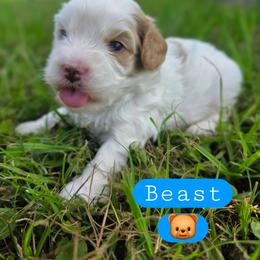 Beast - male Cavapoochon puppy in Bullard, Texas from Cavapoochon Central LLC