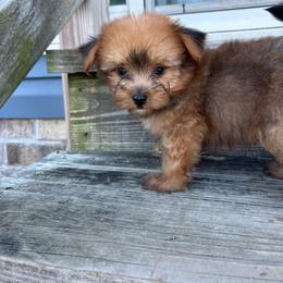 Teddy - Sable male Yorkshire Terrier puppy in Beulaville, North Carolina from Sunset Ranch
