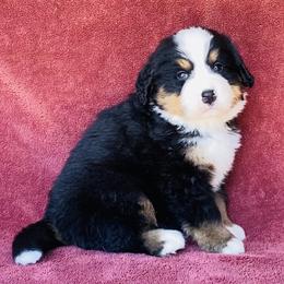 Blue Collar Male - Black rust and white male Bernese Mountain Dog puppy in Bristol, Tennessee from Holston Hollow Farm
