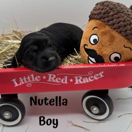 Nutella - Black and tan male Dachshund puppy in Montevallo, Alabama from Mallard's Miniature Dachshunds