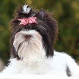 Sugar - Yorkshire Terrier