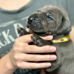 Great Dane Puppies from Blue Thunder Danes