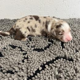 Jesse James - Red merle male Australian Shepherd puppy in Smithfield, Utah from C&C Ranch