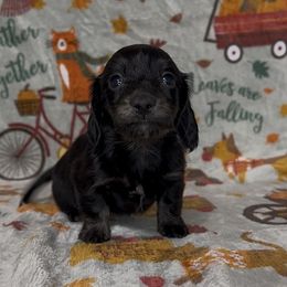Black cream - Black and cream female Dachshund puppy in Poteau, Oklahoma from Sisters Dazzling Dachshunds
