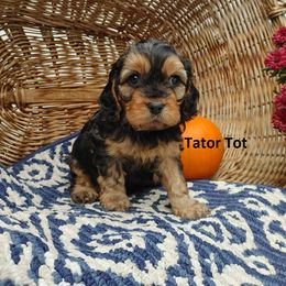Cavapoo Puppies from Jessie's Puppies