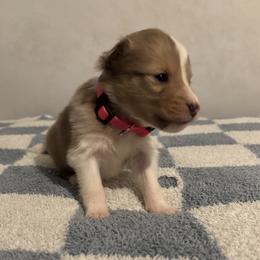 Cindy-Lou - Sable merle and white female Shetland Sheepdog puppy in Union, New Jersey from McDermon Shelties