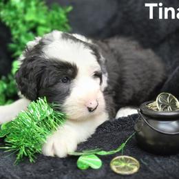 Tina - Gray and white female Old English Sheepdog puppy in Sutherlin, Oregon from Sapphire Eyes Sheepdogs