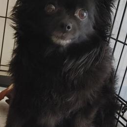 Mandy - Pomeranian