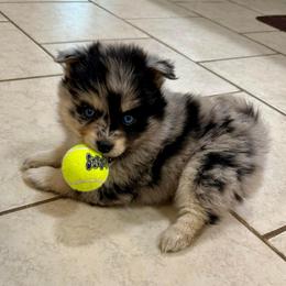 Luna - Merle female Pomsky puppy in Raymondville, Missouri from Pampered Pomskies