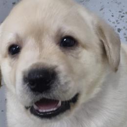 Elias Green collar - Yellow male Labrador Retriever puppy in Greenwich, Ohio from Pure Gem Kennel