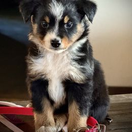 Boy 5 - Black tri male Miniature Australian Shepherd puppy in Iola, Texas from MK Aussies