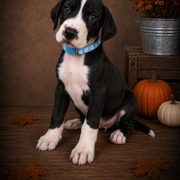 Puppy 4 - Mantle female Great Dane puppy in Ocala, Florida from Oak Haven Great Danes