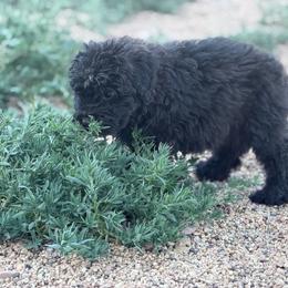 Radar - Black male Bouvier des Flandres puppy in Wellington, Colorado from Blood Family Frenchies and Bouvs