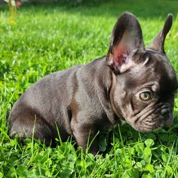 French Bulldog Puppies from Mak's French Bulldogs