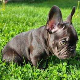 French Bulldog Puppies from Mak's French Bulldogs