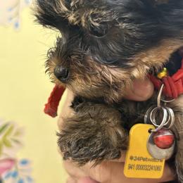 Max Fry - Black and gold male Yorkshire Terrier puppy in Phoenix, Arizona from Coursey’s Yorkies