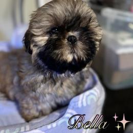 Bella - Gold female Shih Tzu puppy in Tacoma, Washington from Alki Stars Shih Tzu