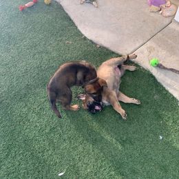 German Shepherd Puppies from Four Pines Ranch