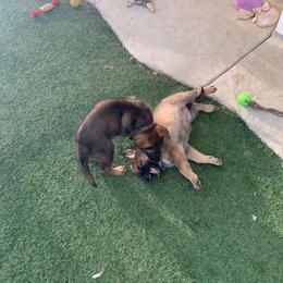 German Shepherd Puppies from Four Pines Ranch
