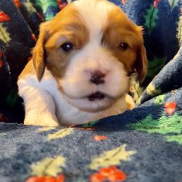 Thomas - Blenheim male Cavapoo puppy in Lexington, Kentucky from Callaway's Cavaliers