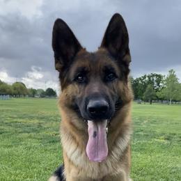 Luna - German Shepherd
