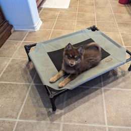 Pomsky Puppies from Tony Hwang