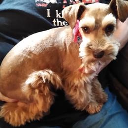 Porsha - Miniature Schnauzer