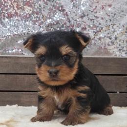 Mugsy - Blue and gold male Yorkshire Terrier puppy in Monticello, Iowa from Ashley’s Puppies