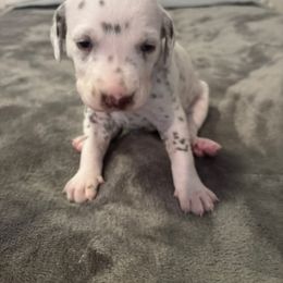 Tigger - White and liver brown male Dalmatian puppy in Fort Cavasos, Texas from Mainstreet Dalmation