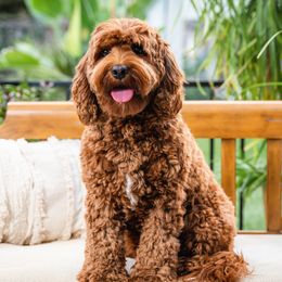 Izzie - Australian Labradoodle
