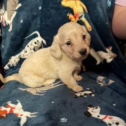 JJ - Cream male Dachshund puppy in Cattaraugus County, New York from H&C’s Dachshunds and Retrievers