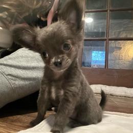 Taylor - Blue and white female Chihuahua puppy in Coweta, Oklahoma from Green Country Chihuahuas