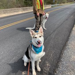 Skia - German Shepherd