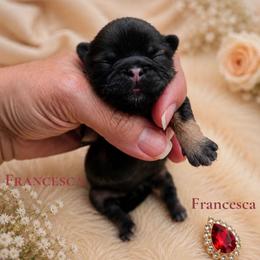 Francesca (Red) - Sable female Shih Tzu puppy in Richmond, Texas from Aleka Shih Tzu
