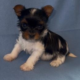 Boy pups - Black tan and white male Biewer Terrier puppy in Rocklin, California from Precious Jewels Biewer Terriers