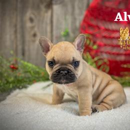 French Bulldog Puppies from Toy House Frenchies